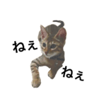 わが家の猫02 文字あり（個別スタンプ：8）