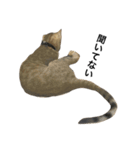 わが家の猫02 文字あり（個別スタンプ：10）