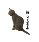 わが家の猫02 文字あり（個別スタンプ：11）