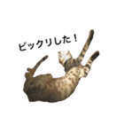 わが家の猫02 文字あり（個別スタンプ：12）