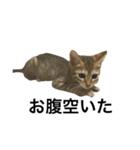 わが家の猫02 文字あり（個別スタンプ：13）