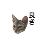わが家の猫02 文字あり（個別スタンプ：14）