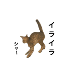 わが家の猫02 文字あり（個別スタンプ：15）
