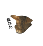 わが家の猫02 文字あり（個別スタンプ：16）