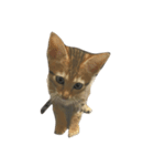 わが家の猫01 文字なし（個別スタンプ：1）