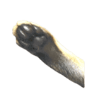 わが家の猫01 文字なし（個別スタンプ：2）