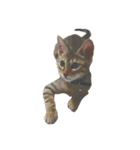わが家の猫01 文字なし（個別スタンプ：3）
