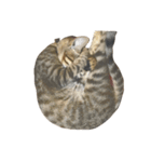 わが家の猫01 文字なし（個別スタンプ：4）