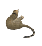 わが家の猫01 文字なし（個別スタンプ：6）