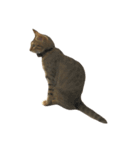わが家の猫01 文字なし（個別スタンプ：8）