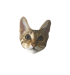 わが家の猫01 文字なし（個別スタンプ：9）