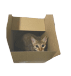 わが家の猫01 文字なし（個別スタンプ：10）