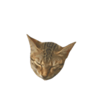 わが家の猫01 文字なし（個別スタンプ：11）