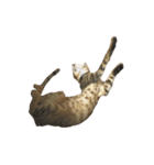 わが家の猫01 文字なし（個別スタンプ：12）
