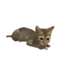 わが家の猫01 文字なし（個別スタンプ：13）