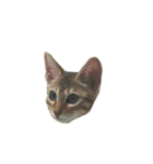 わが家の猫01 文字なし（個別スタンプ：14）