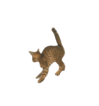 わが家の猫01 文字なし（個別スタンプ：15）