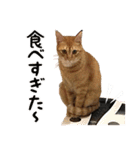 元保護猫犬。みんな幸せ、ファミリー大集合（個別スタンプ：16）