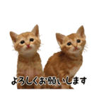 元保護猫犬。みんな幸せ、ファミリー大集合（個別スタンプ：33）