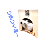 コトコトことちゃん（個別スタンプ：1）