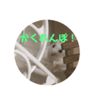 コトコトことちゃん（個別スタンプ：7）