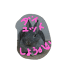 可愛すぎるうさぎさん(パート2)（個別スタンプ：3）
