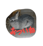 可愛すぎるうさぎさん(パート2)（個別スタンプ：7）