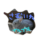 可愛すぎるうさぎさん(パート2)（個別スタンプ：12）