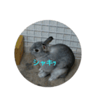 可愛すぎるうさぎさん(パート2)（個別スタンプ：14）