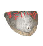 可愛すぎるうさぎさん(パート2)（個別スタンプ：23）