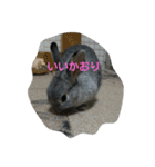可愛すぎるうさぎさん(パート2)（個別スタンプ：28）