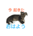 いぬとねこ2（個別スタンプ：1）