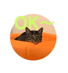 いぬとねこ2（個別スタンプ：3）