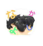 いぬとねこ2（個別スタンプ：4）