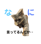 いぬとねこ2（個別スタンプ：5）
