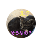 いぬとねこ2（個別スタンプ：6）