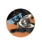 いぬとねこ2（個別スタンプ：7）