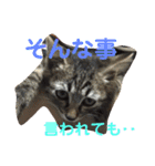 いぬとねこ2（個別スタンプ：9）