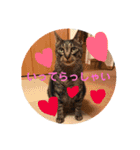 いぬとねこ2（個別スタンプ：11）