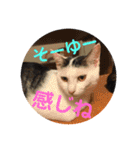 いぬとねこ2（個別スタンプ：12）