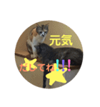 いぬとねこ2（個別スタンプ：13）
