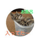 いぬとねこ2（個別スタンプ：15）