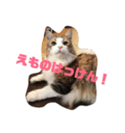 ノルウェージャンスタンプ（個別スタンプ：1）