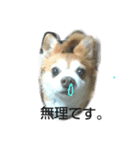 犬たろちゃん（個別スタンプ：1）