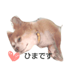 犬たろちゃん（個別スタンプ：2）