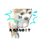 犬たろちゃん（個別スタンプ：3）