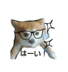 犬たろちゃん（個別スタンプ：4）