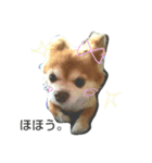犬たろちゃん（個別スタンプ：7）