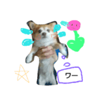 犬たろちゃん（個別スタンプ：8）