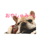 ガル フレンチブルドッグ（個別スタンプ：1）